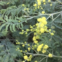 wattle acacia_decurrens