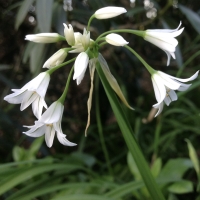 White flowered onion allium_triquetrum