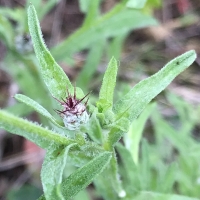 Tocalote  centaurea-melitensis