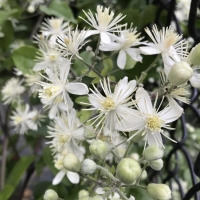 Old man's beard clematis_vitalba