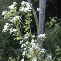 poison hemlock conium_maculatum