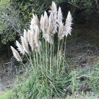pampas grass cortaderia-jubata