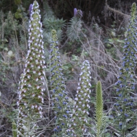 Pride of Madeira echium_-fastuosum