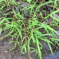 Upright veldt grass (ehrharta-erecta)