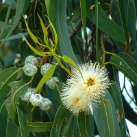 Tasmanian blue gum eucalyptus globulus