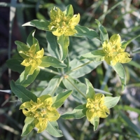 oblong spurge euphorbia_oblongata
