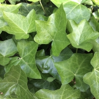 english ivy hedera_helix