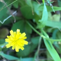 Smooth cat's ear (hypochaeris-glabra)