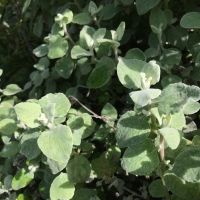 Licorice plant	Helichrysum petiolare