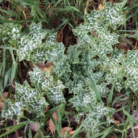 milk thistle