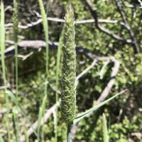 Harding grass phalaris_aquatica