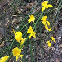 spanishbroom