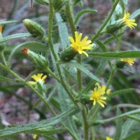 Stinkwort* (Dittrichia graveolens)