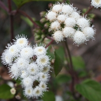 thoroughwort