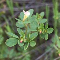 Hill lotus acmispon-parviflorus