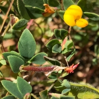 Chilean trefoil acmispon-wrangelianus