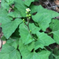 American trailplant (Adenocaulon bicolor)