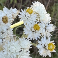 pearly everlasting anaphalis-margaritacea