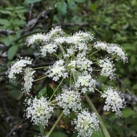 California angelica angelica-californica