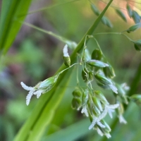 Vanilla grass anthoxanthum-occidentale
