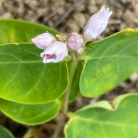 Spreading dogbane apocynum androsaemifolium