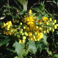 Barberry (Berberis pinnata)