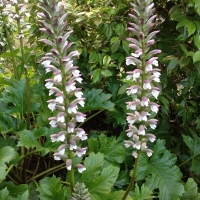 bear's breach (Acanthus mollis)