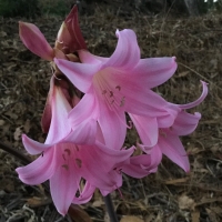 Belladonna lily* (Amaryllis belladonna)