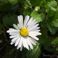 English daisy (bellis-perennis)