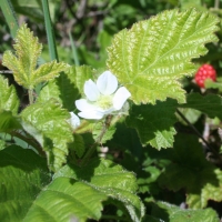 California blackberry (Rubus ursinus)