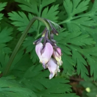 pacific bleeding heart