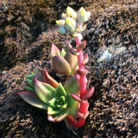 bluff-lettuce-dudleya-farinosa