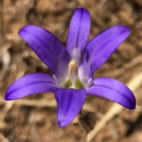 Harvest brodiaea brodiaea-elegans