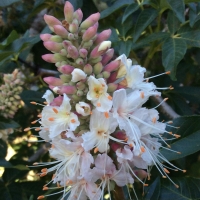 Buckeye (Aesculus californica)