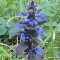 Bugle (Ajuga reptans)