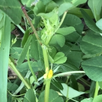 Bur clover Medicago polymorpha