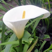 Calla lily Zantedeschia aethicopia