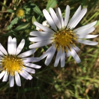 Common California aster 