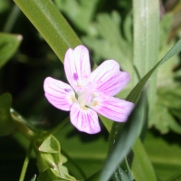 Candy flower (Claytonia sibirica)