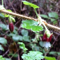 Canyon gooseberry (Ribes menziesii)