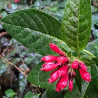 Purple cestrum (cestrum elegans)