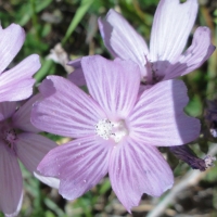 Dwarf checkerbloom (Sidalcea malvaeflora)