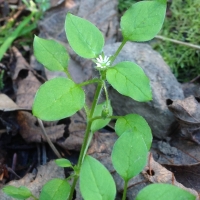 Chickweed* (Stellaria media)