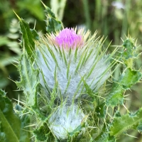 Clustered thistle cirsium-brevistylum