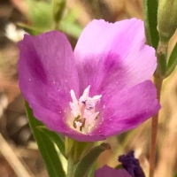 Purple clarkia clarkia purpurea-quadrivulnera