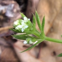 cleavers Galium aparine