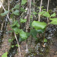 Coast silk tassel (Garrya elliptica)