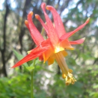 Crimson Columbine (Aquilegia formosa)