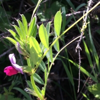 common-vetch-vicia-sativa