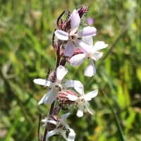 common catchfly (Silene gallica)